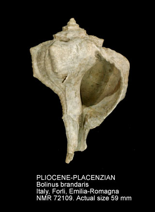 PLIOCENE-PLACENZIAN Bolinus brandaris.jpg - PLIOCENE-PLACENZIAN Bolinus brandaris (Linnaeus,1758)